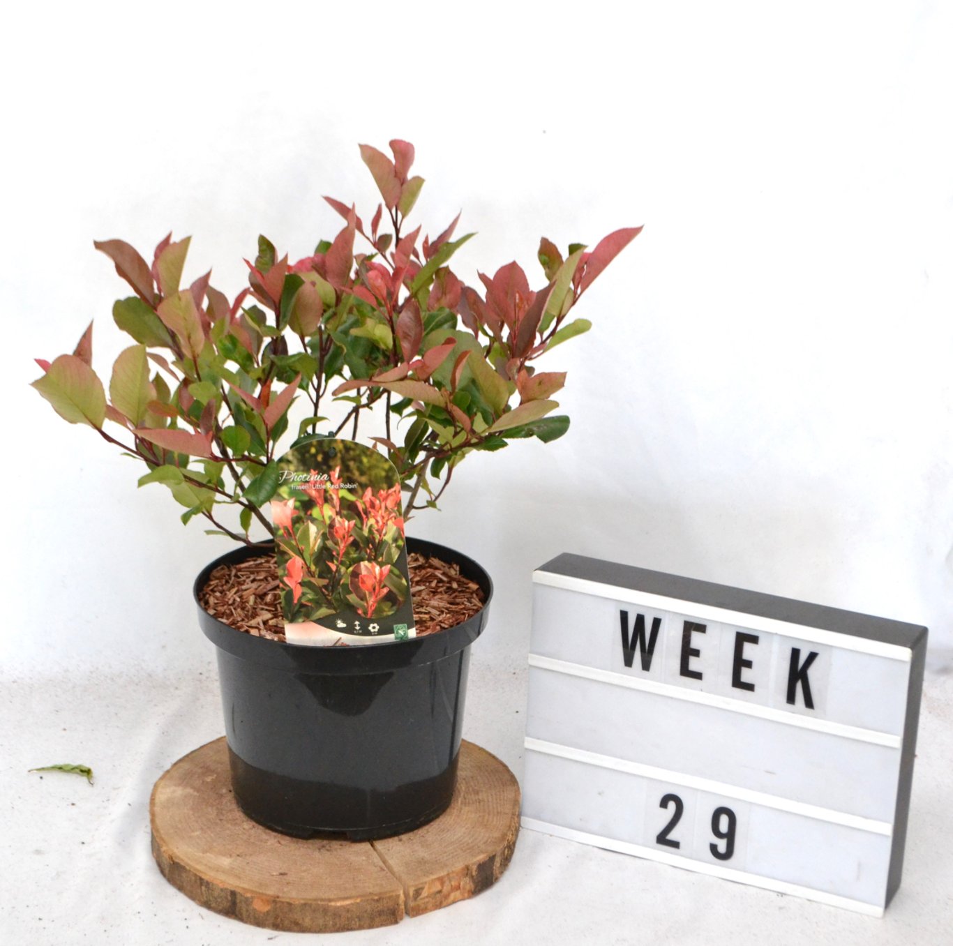 Photinia fras. 'Little Red Robin' - C5 40-50 CM